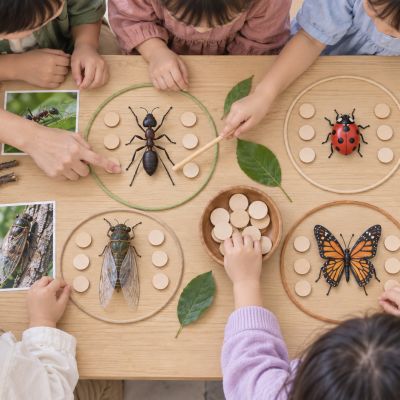 數一數，昆蟲有六隻腳：比較螞蟻、瓢蟲、蟬與蝴蝶，找出牠們共同的身體特徵。
